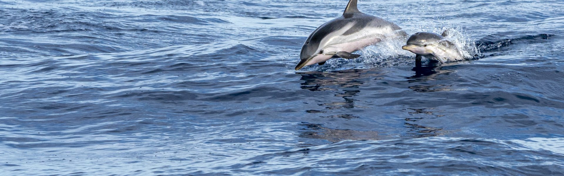 testata Nuotare con i delfini 