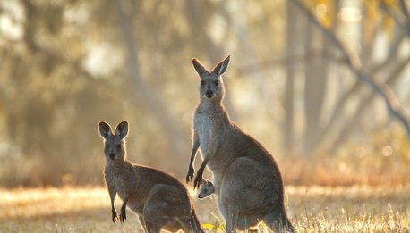 Kangaroo Island - South Australia