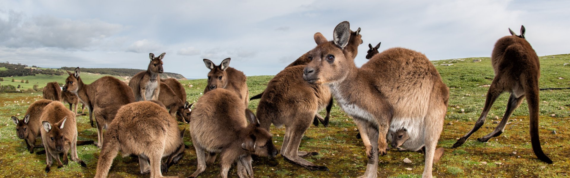 testata Kangaroo Island