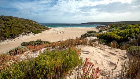 Italian Kangaroo  in fuoristrada - South Australia