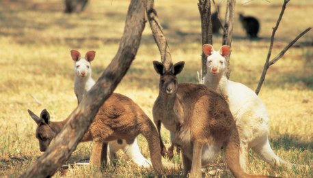 English Kangaroo  in fuoristrada - South Australia