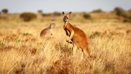 English Kangaroo  in fuoristrada - South Australia