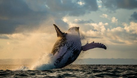 Sea Wildlife - Western Australia