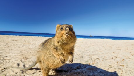 Quokka