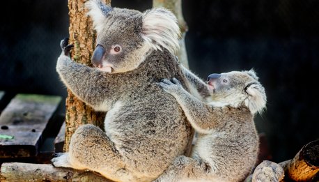 Foresta Pluviale - Queensland