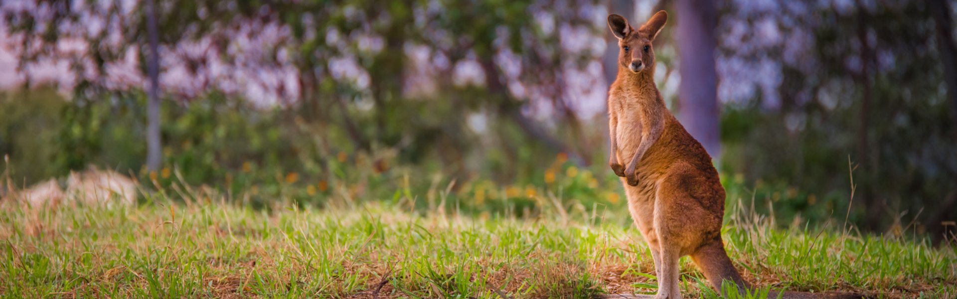 testata Outback Australiano