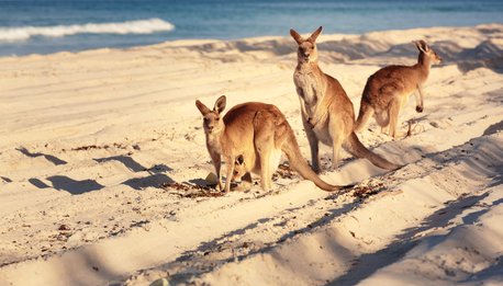 Outback Australiano in 4WD - Queensland