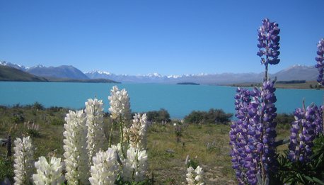 Southern Cross - Nuova Zelanda