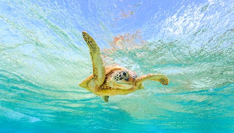 Crociera sul Reef  - Queensland