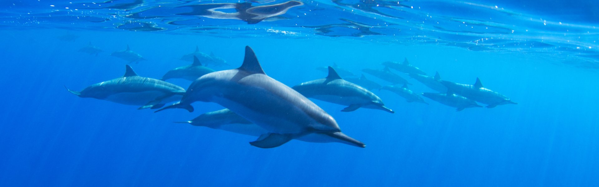 testata Delfini a Port Stephens