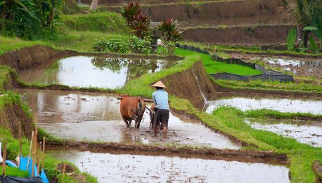 Ubud Highlights - Indonesia