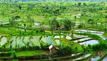 Bali & Java - Indonesia