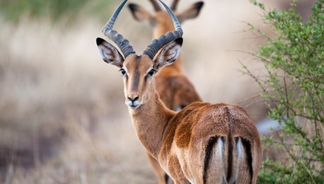 Impala