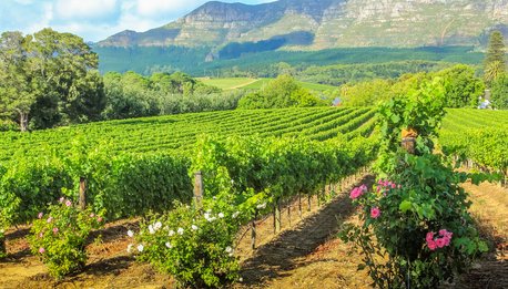 City Tour & Constantia Winelands - Sudafrica