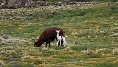 Carretera  Austral Nord - Cile