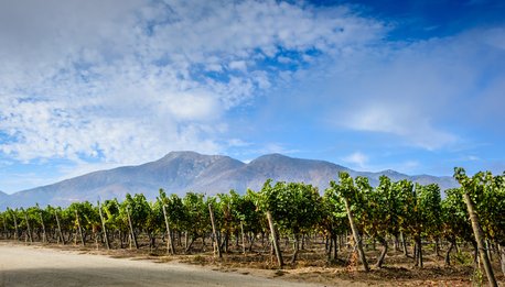 Vineyard landscape Casablanca Valley