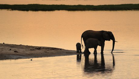 Il Trionfo della Natura - Botswana