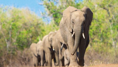 Il Trionfo della Natura - Botswana