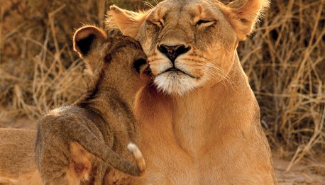 Safari in Kenya 