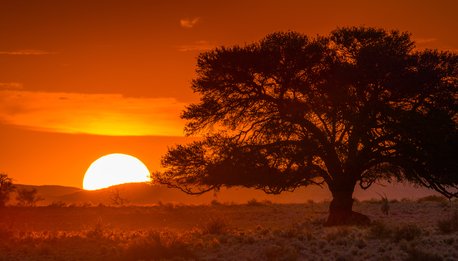 Pride of Kenya - Kenya