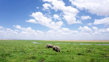 King of Animals - Tanzania