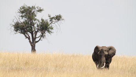 Bongo Tanzania - Tanzania