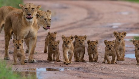 Tsavo Basic - Kenya