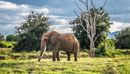 Tsavo Basic - Kenya