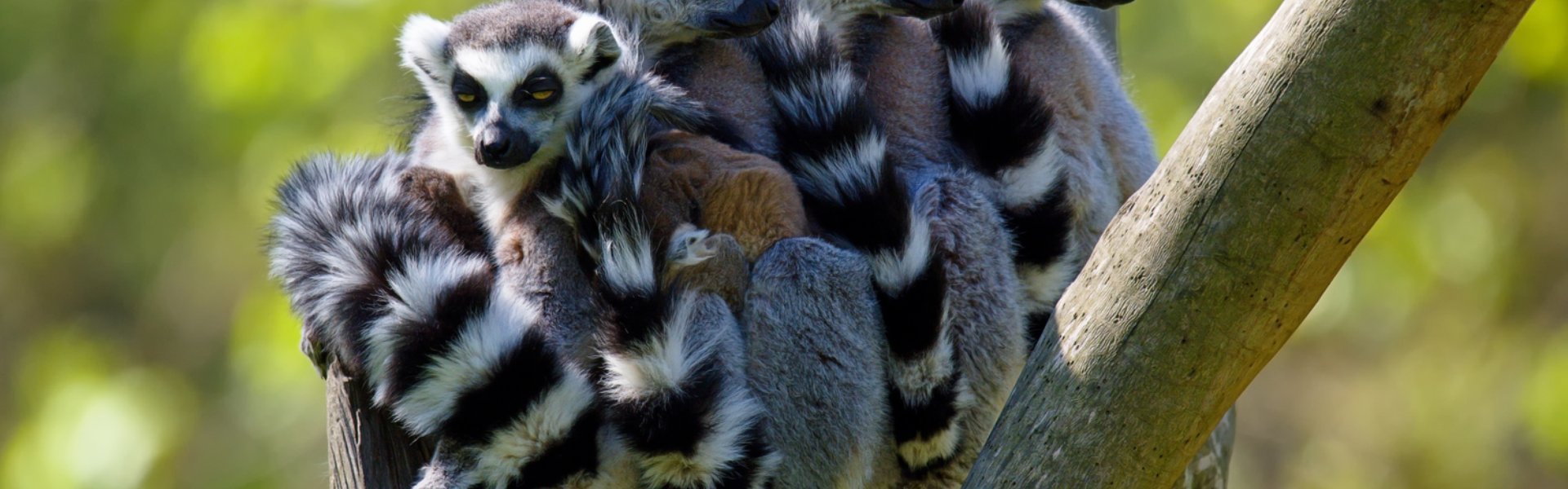 testata Tra lemuri e balene