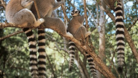 Madagascar Experience - Madagascar