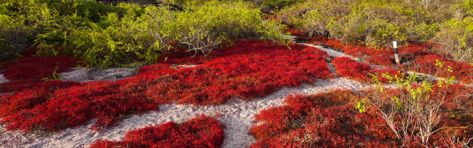 testata Tour Ecuador e Crociera Galapagos Est