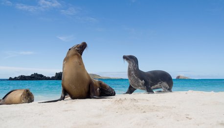 Island Hopping Santa Cruz & Isabela - Galapagos