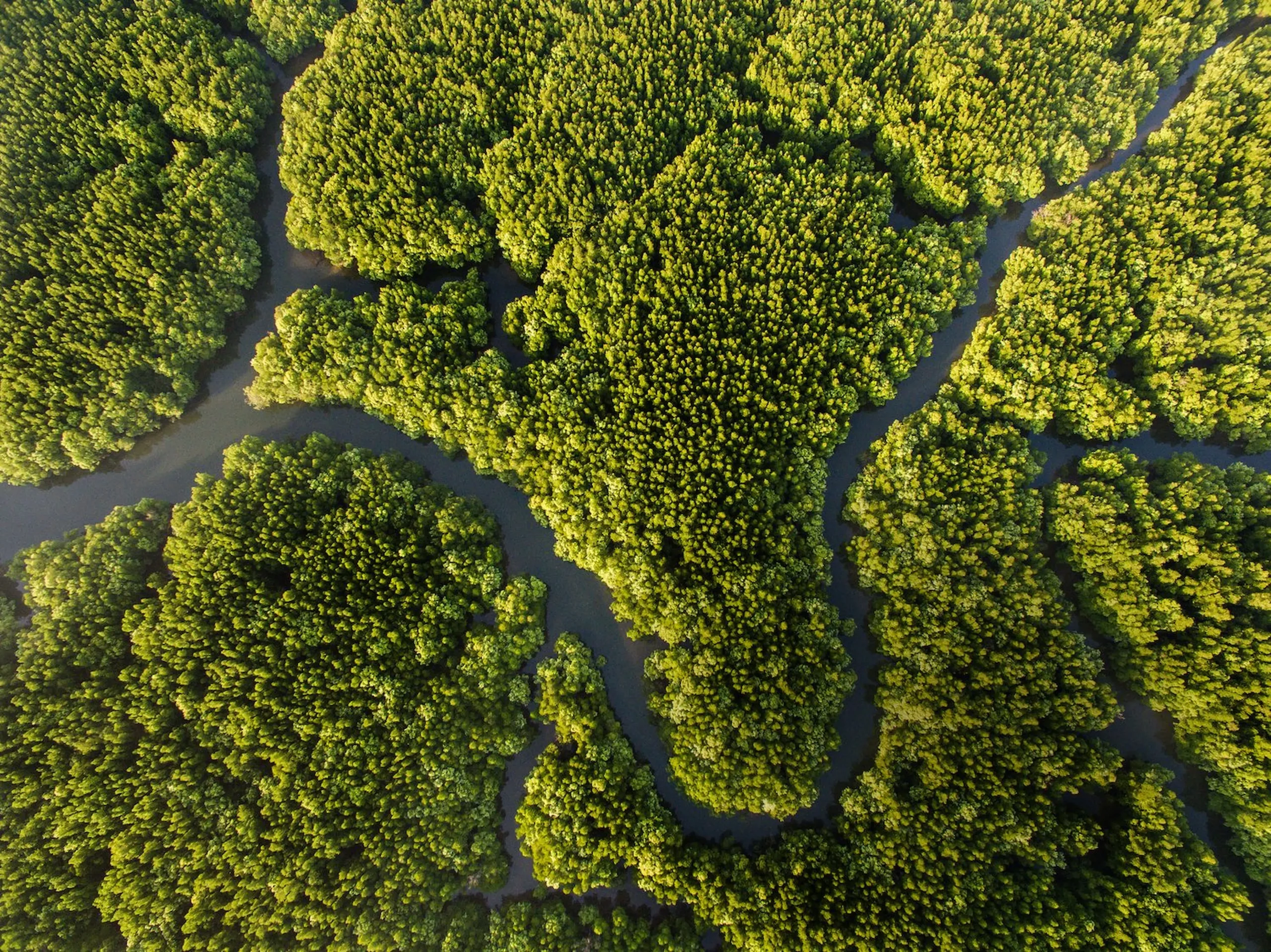 Il polmone verde del mondo: la Foresta Amazzonica  