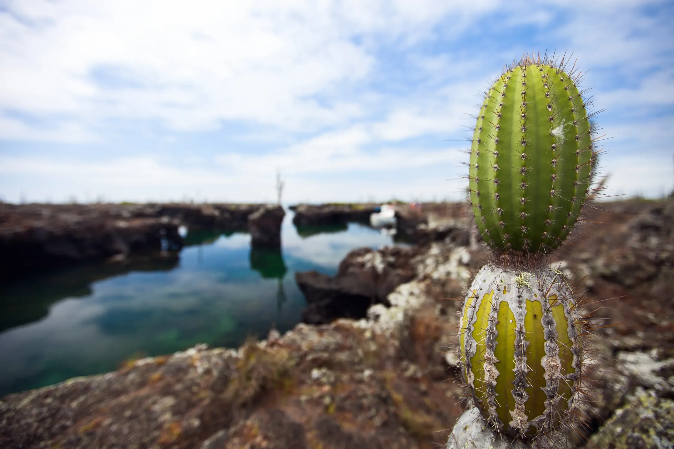 Passeggiata tra i cactus giganti