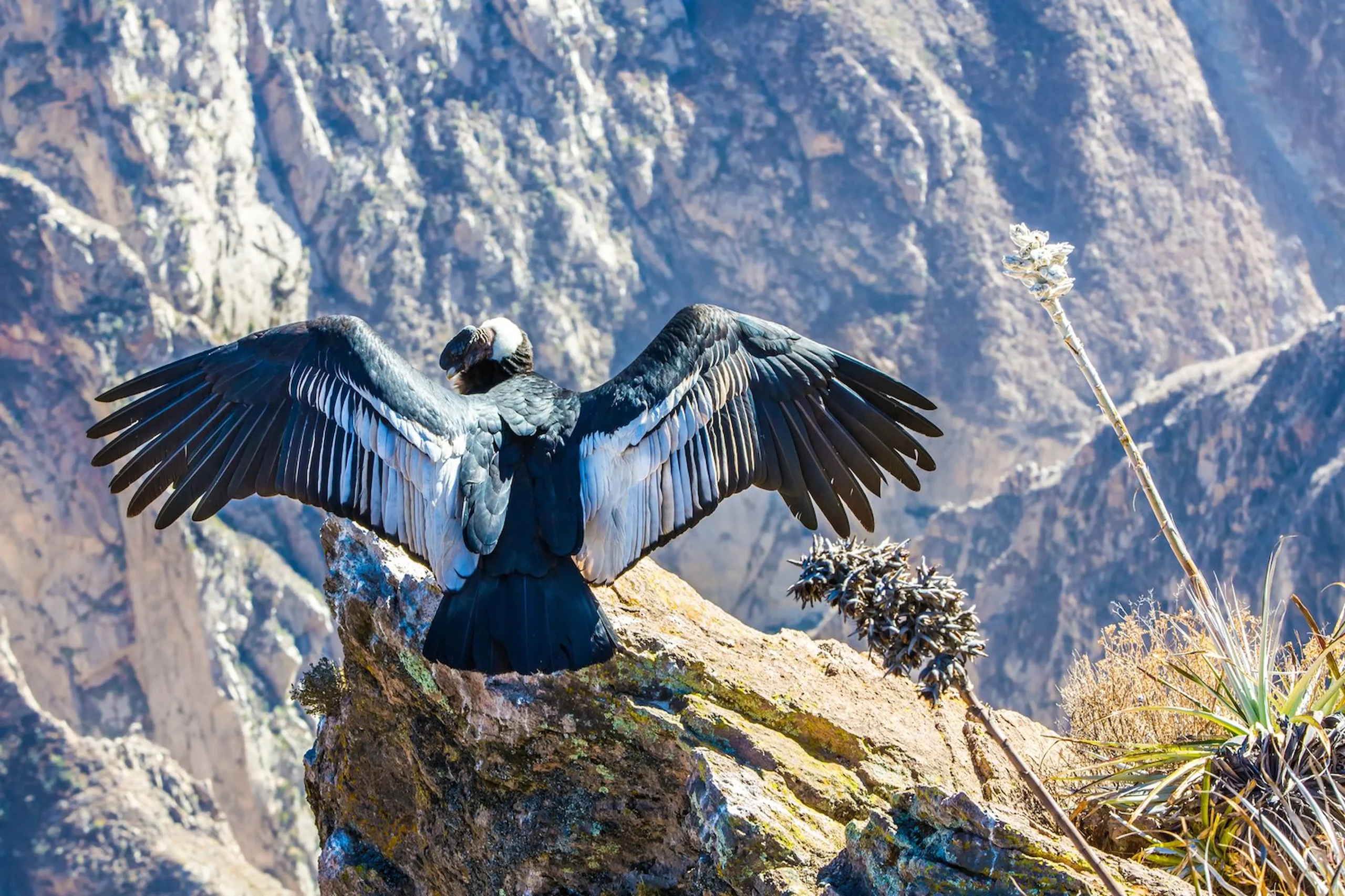Avvistamento dei condor nel Canyon del Colca