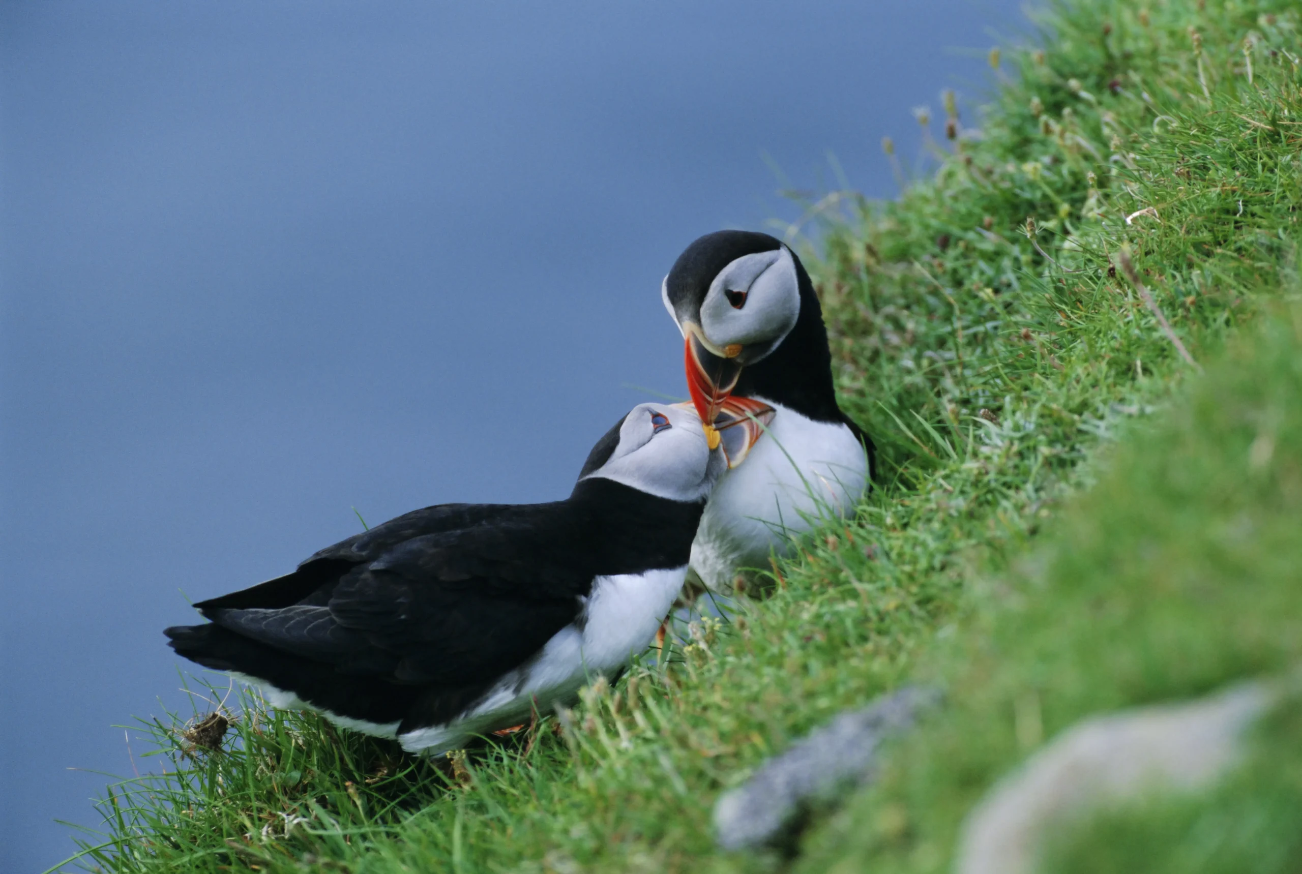 Esplorazione nelle isole Shetland