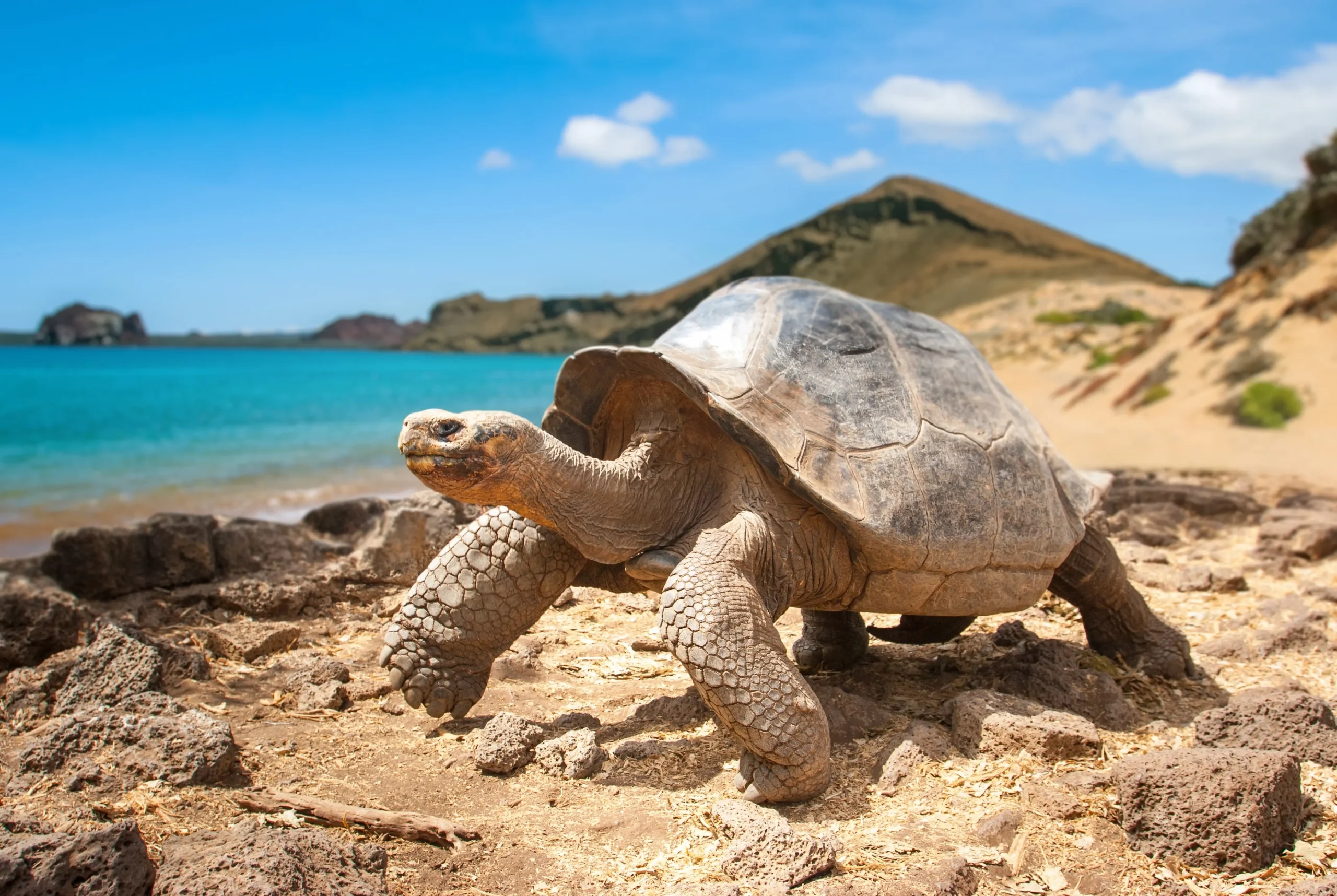 Crociera di lusso alle Galapagos con escursioni guidate esclusive