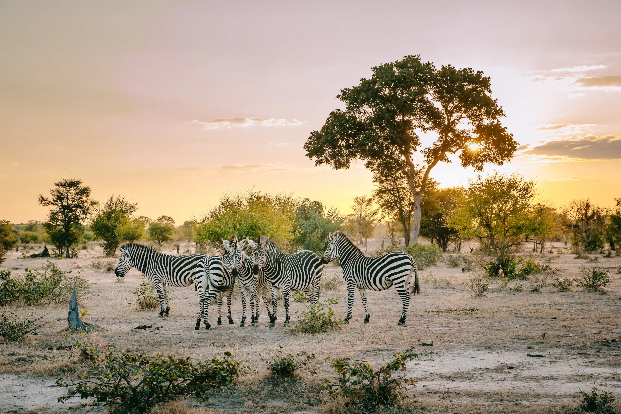 Paesaggi spettacolari tra savane, laghi, foreste e tramonti africani.