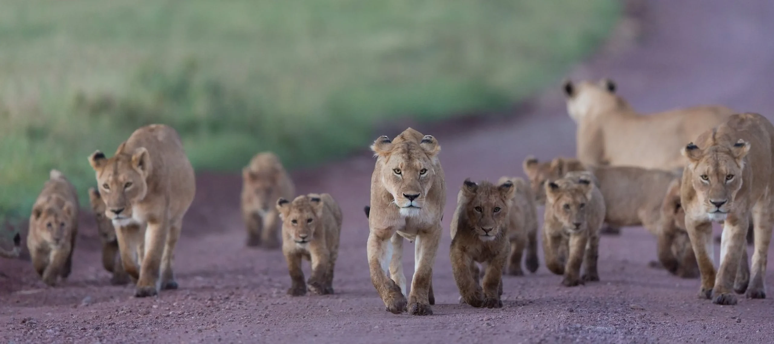 Il Masai Mara ed i Big 5