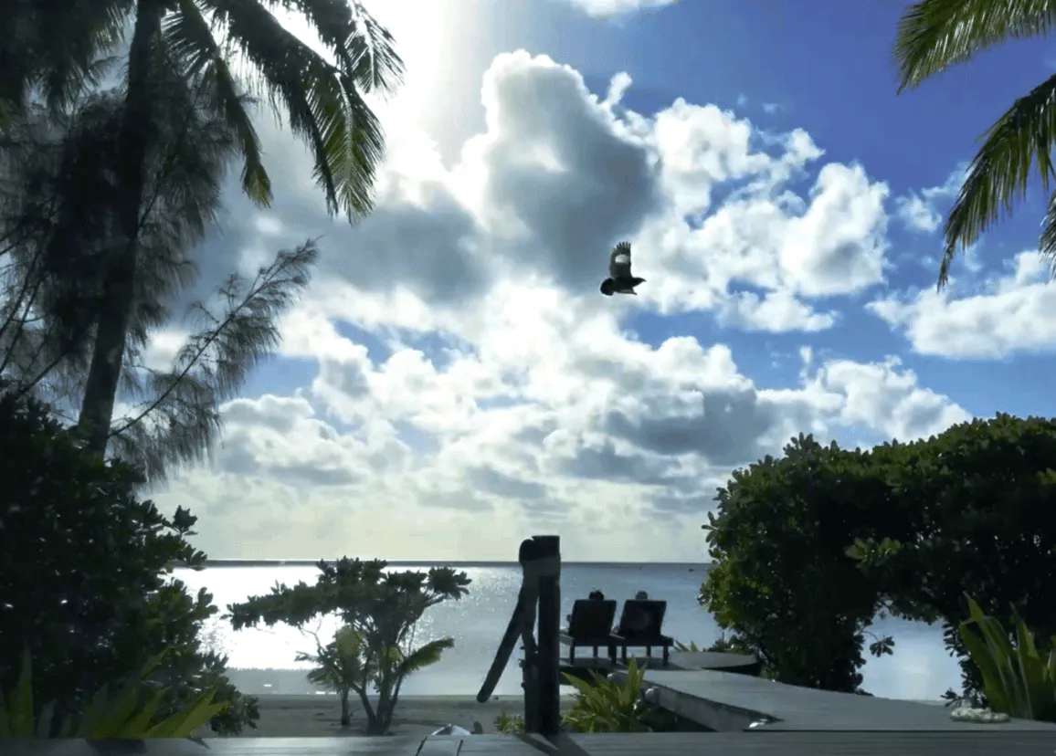 imgi_10_AE-Kopeka-Dove-Over-Boardwalk