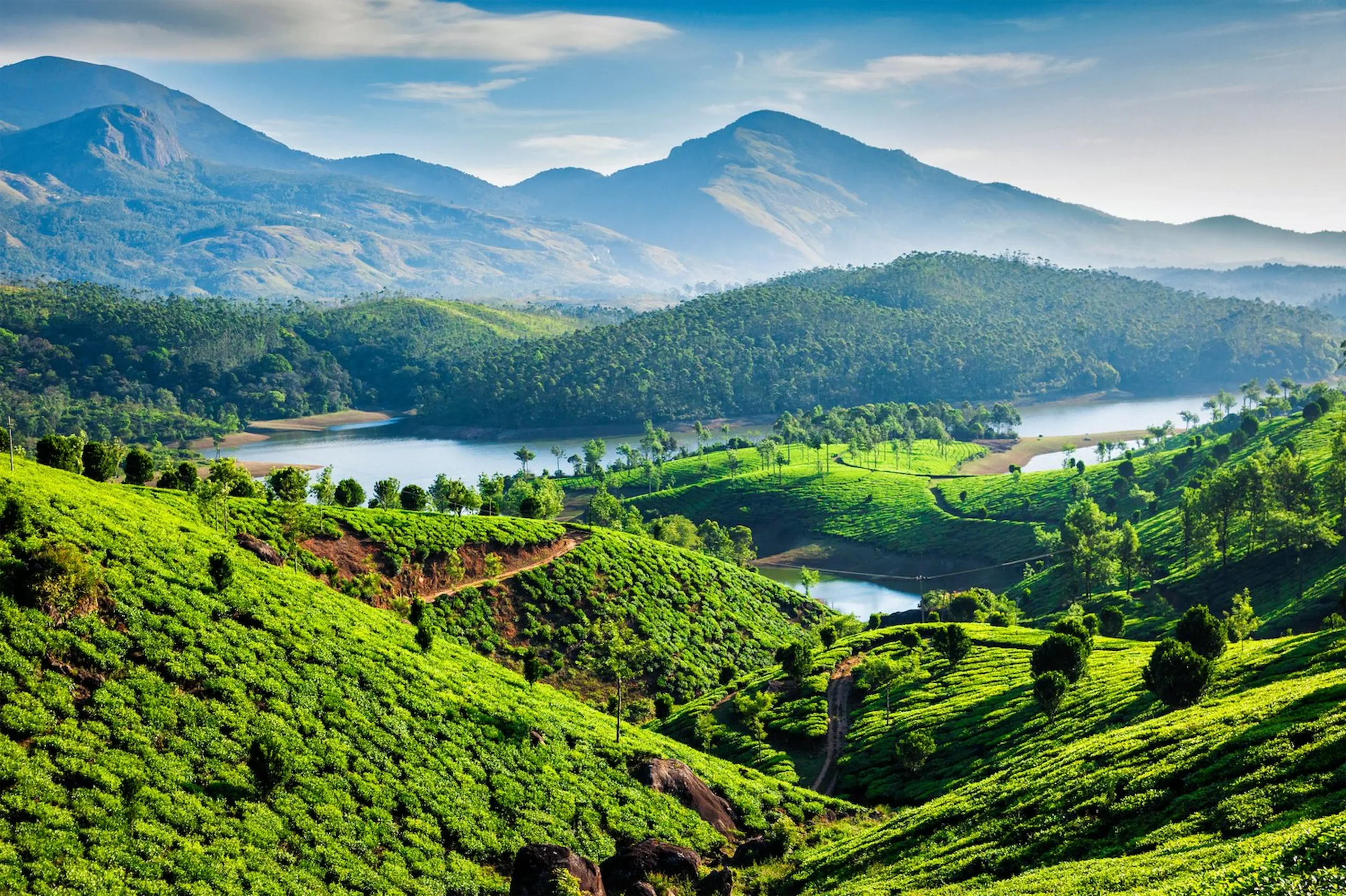 Le piantagioni di tè di Munnar 