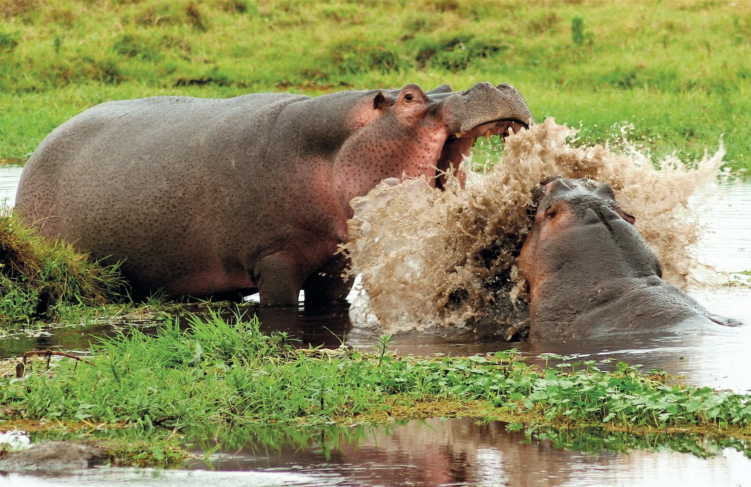 Lago Manyara