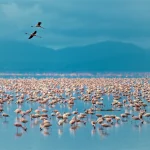 lake manyara tanzania