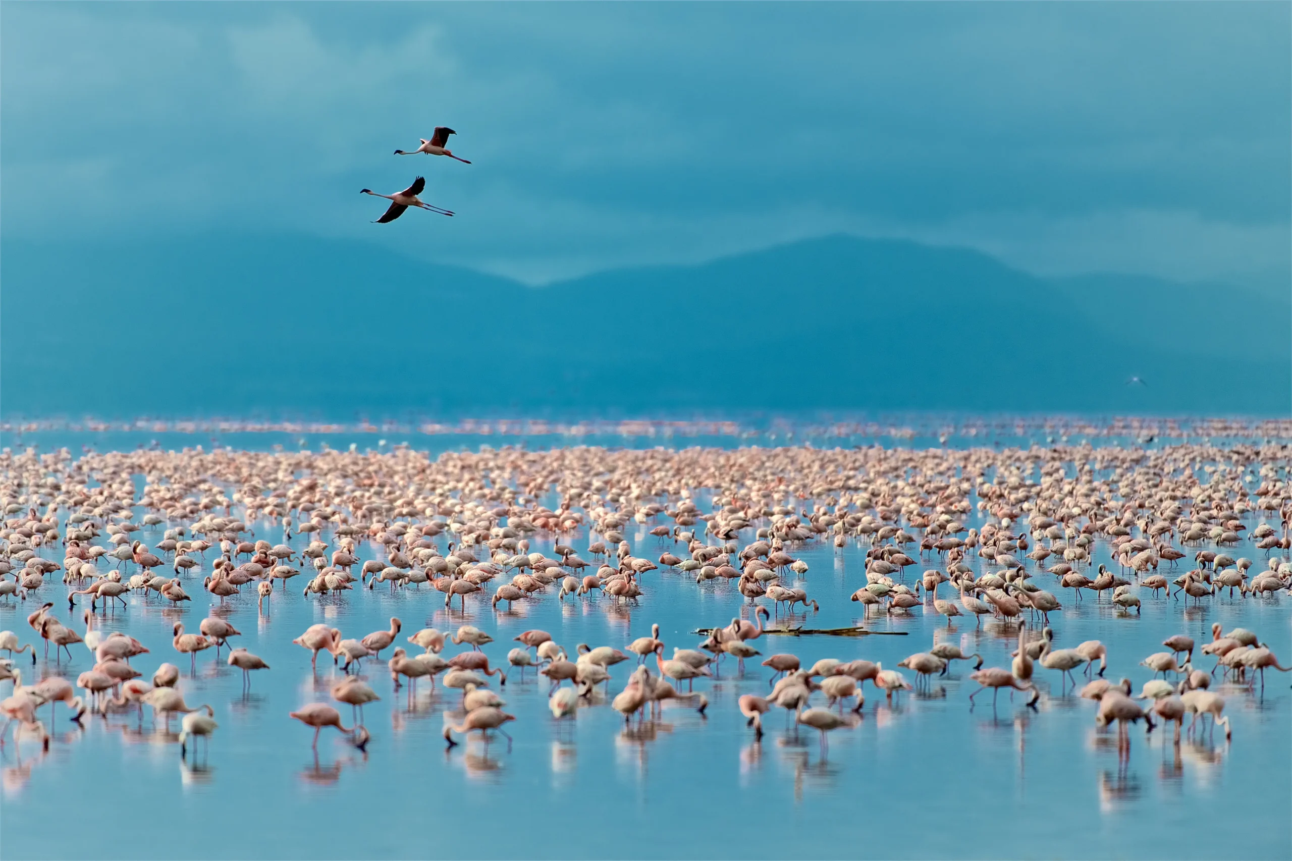 lake manyara tanzania