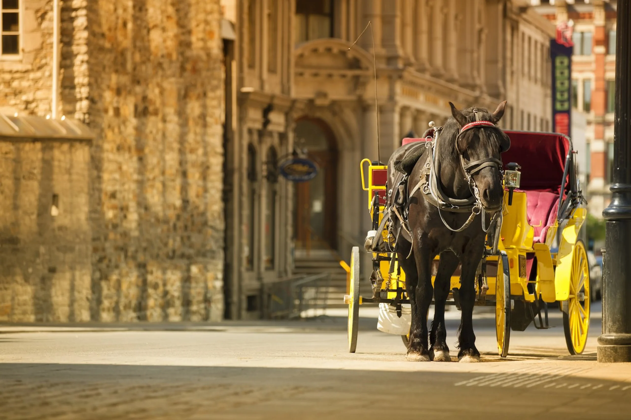 Pranzo BBQ ed escursione in calesse  