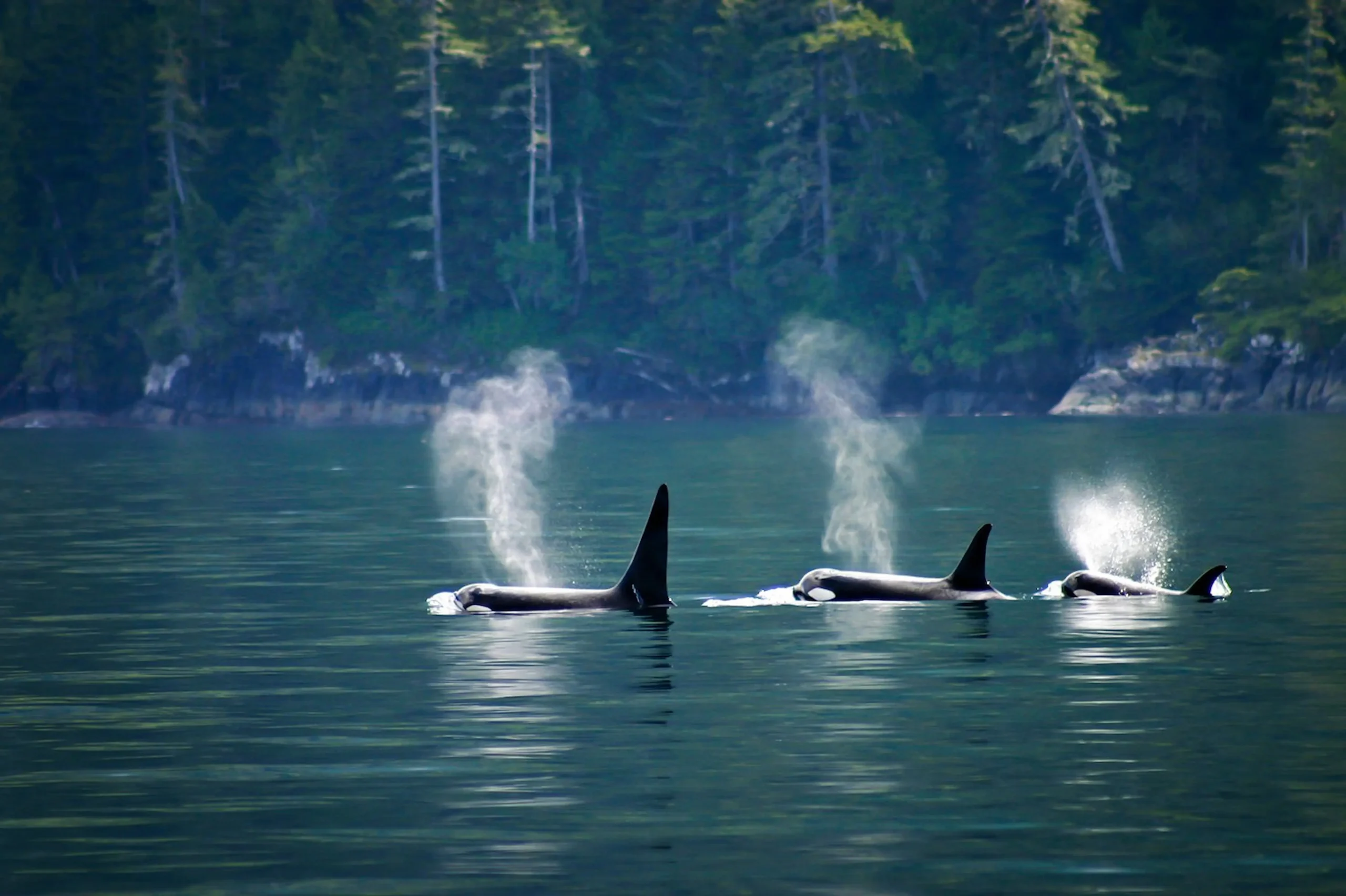 La fauna marina tra terraferma e le lussureggianti rive dell'isola di Vancouver  
