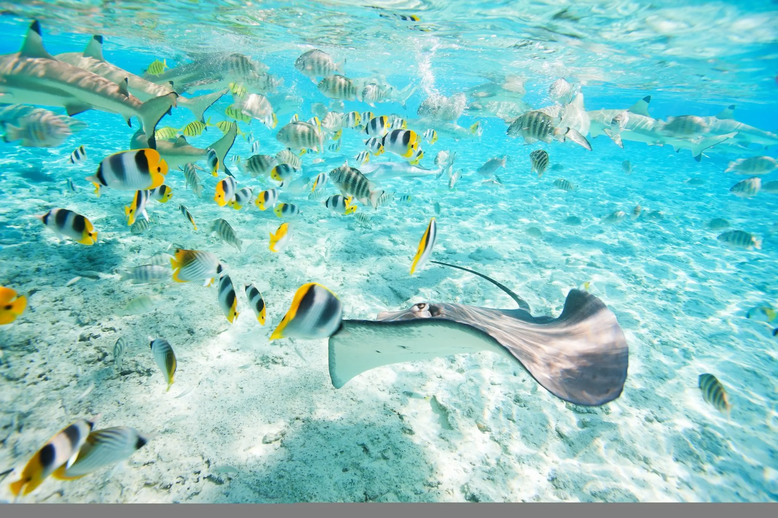 Snorkeling tra pesci coloratissimi