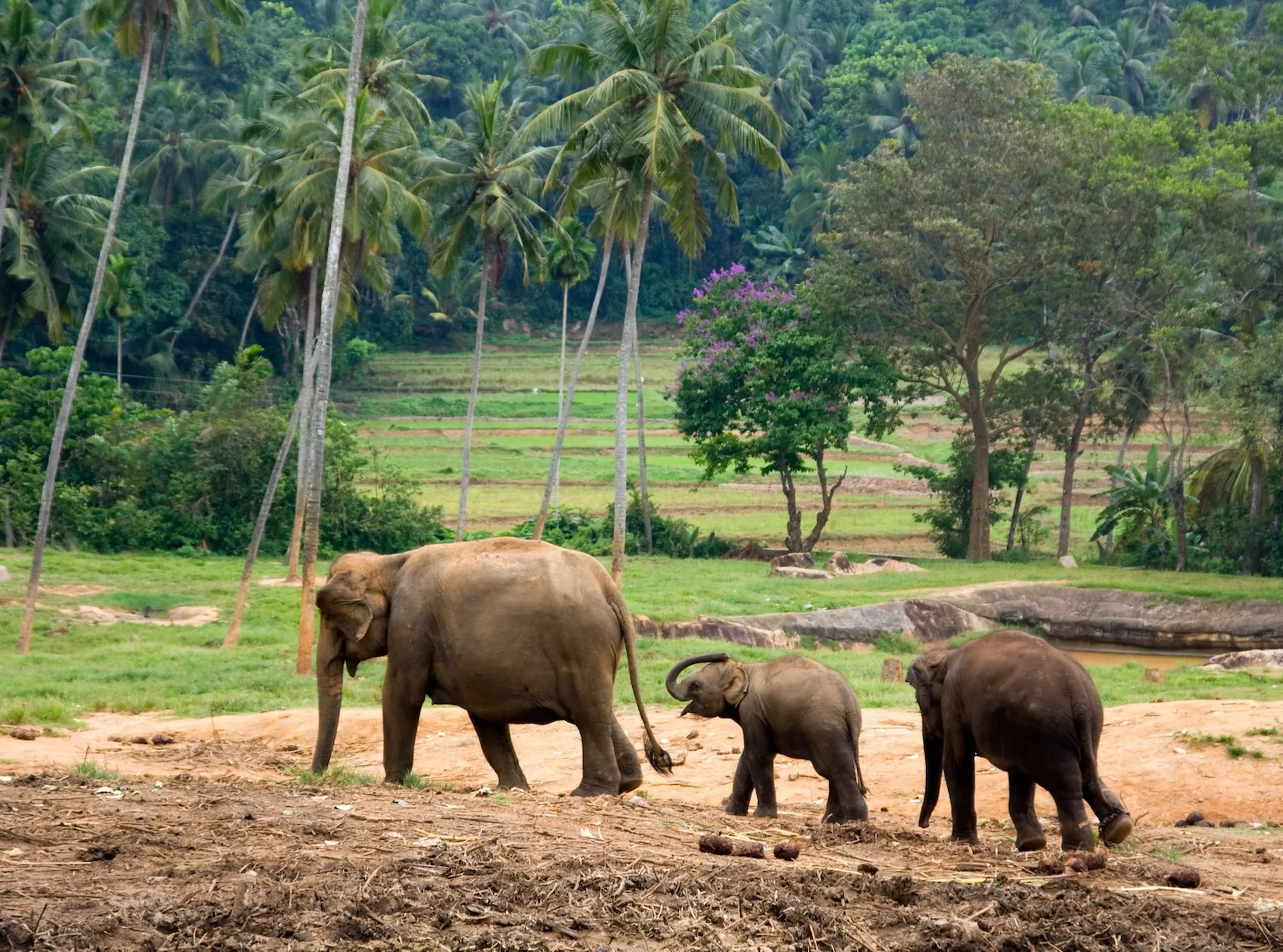 L'orfanotrofio degli elefanti a Pinnawela
