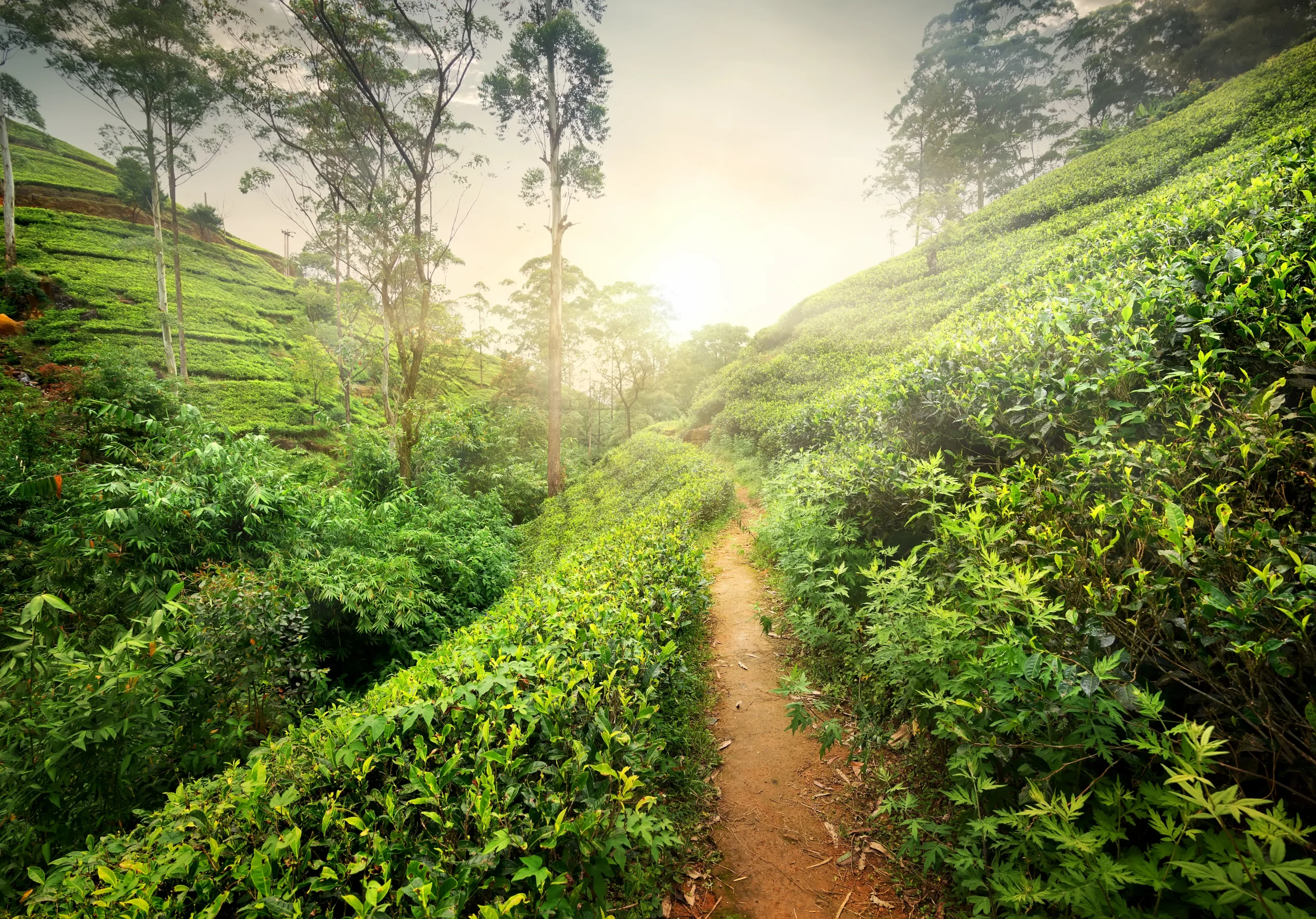 Trekking nel parco di Nuwara Eliya 