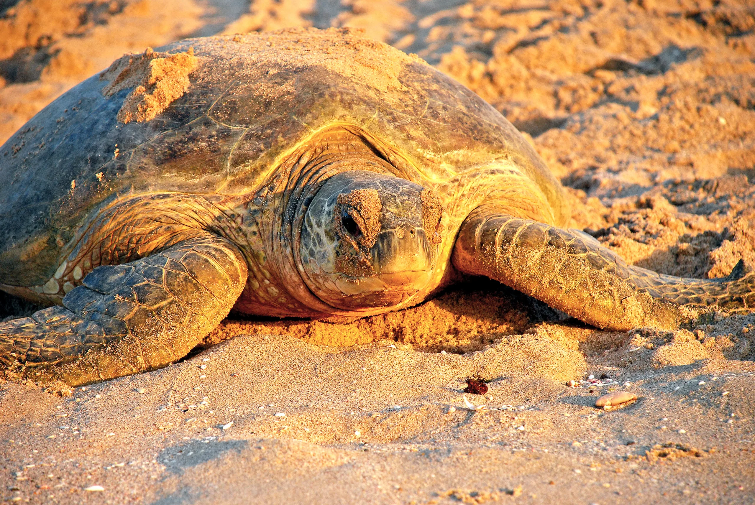 La riserva delle tartarughe di Ras Al Jinz